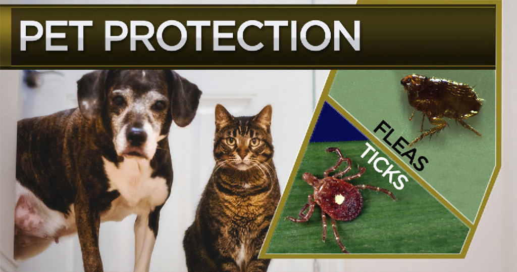 Keeping You And Your Pets Safe From Fleas And Ticks CBS Pittsburgh