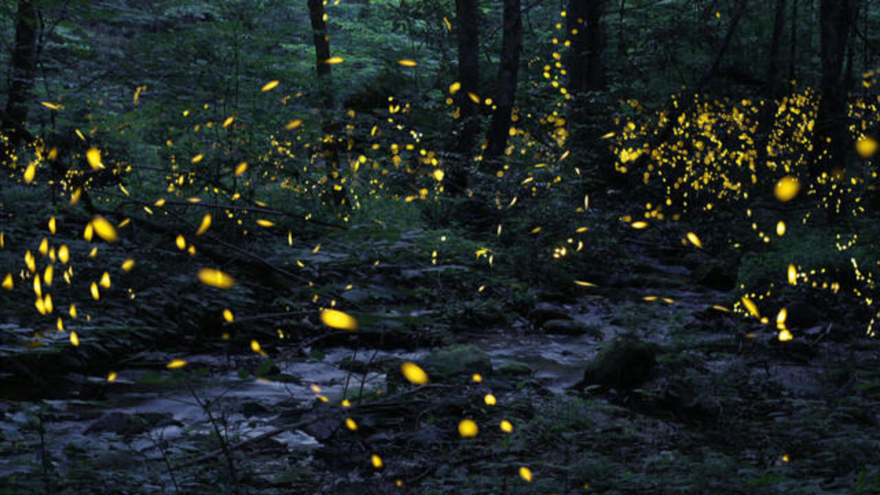 Synchronous fireflies: Special fireflies on Grandfather Mountain in Great  Smoky Mountains National Park put on synchronized light show in North  Carolina, Tennessee - CBS News