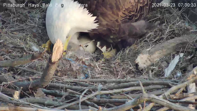 hays-eagles-hatching.png 