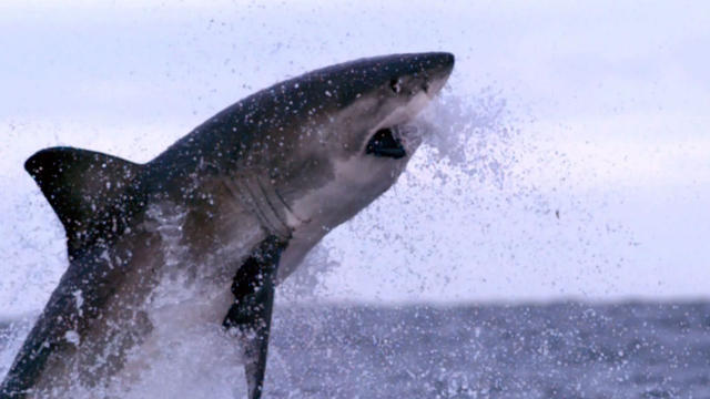 ctm-0730-shark-258700-640x360.jpg 