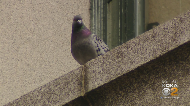 pigeon.png 