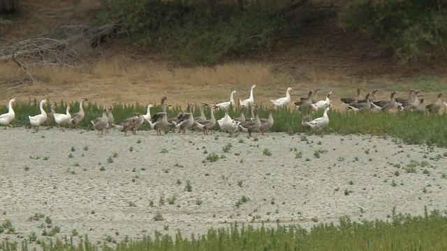 np-0806-geese-261452-640x360.jpg 
