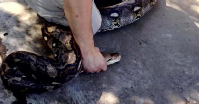 Massive python discovered in Arizona backyard - CBS News image.