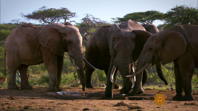 sunmo-081714-elephants-265816-640x360.jpg 