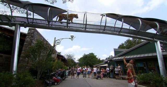 Zoos look up to attract next generation of visitors - CBS News