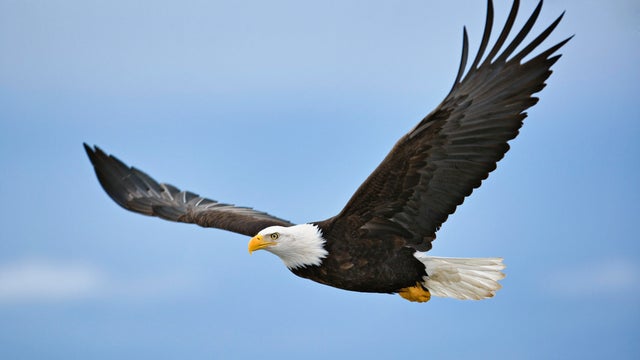 Bald eagle (Haliaeetus leucocephalus) in flight 