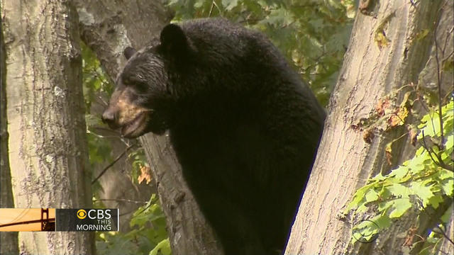 ctm-1001-bear-284606-640x360.jpg 