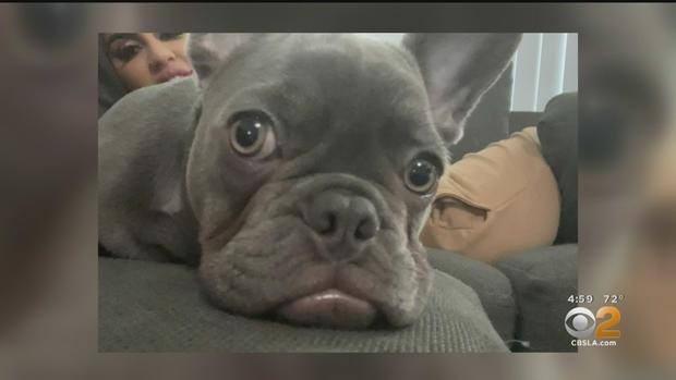 French Bulldog Puppy stolen North Hollywood 