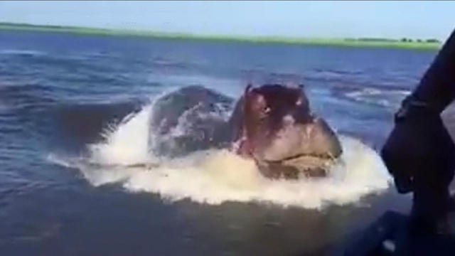 Fast hippo chases speedboat in Zambia - CBS News