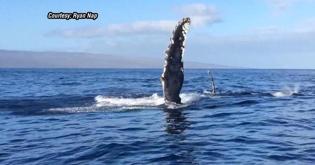 Whale rocks tour boat - CBS News