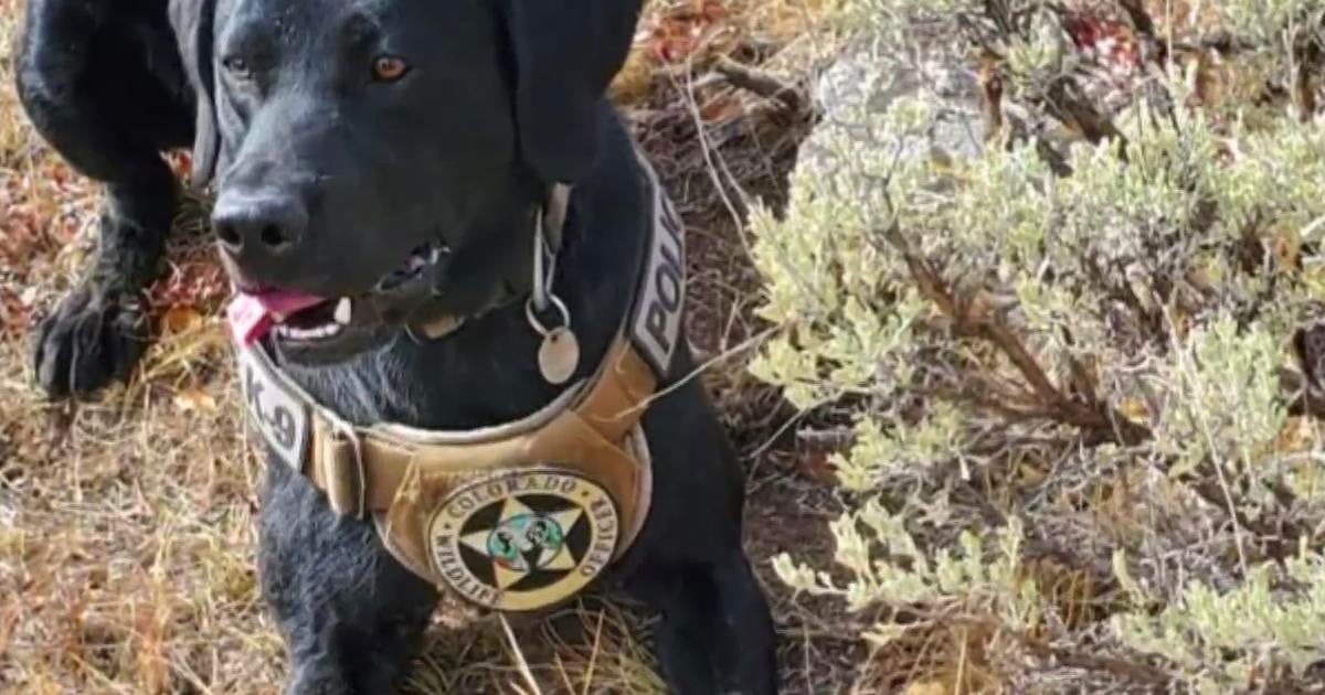 You Can Contribute Funds To Help Colorado Parks And Wildlife K-9 ...