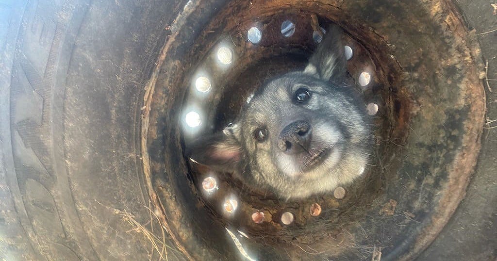Falmouth Fire And Rescue Save Dog After Head Gets Stuck In Old Tire ...