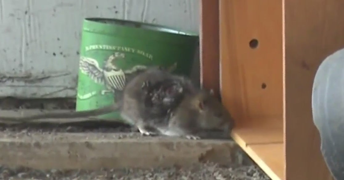 Pest Control Companies Seeing Increased Calls For Rats And Mice - Good ...