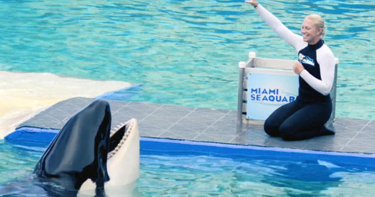 Activists push to free endangered orca Lolita from theme park - CBS News