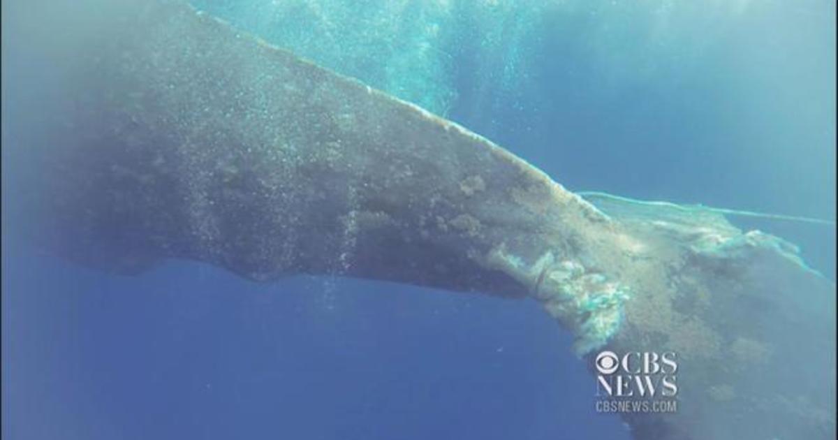 40-ton Whale Rescued From Tangled Fishing Line - CBS News