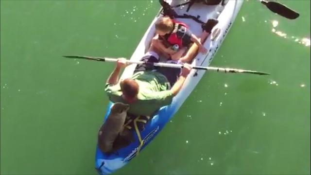 web-0218-sea-lion-pup-kayak-346879-640x360.jpg 