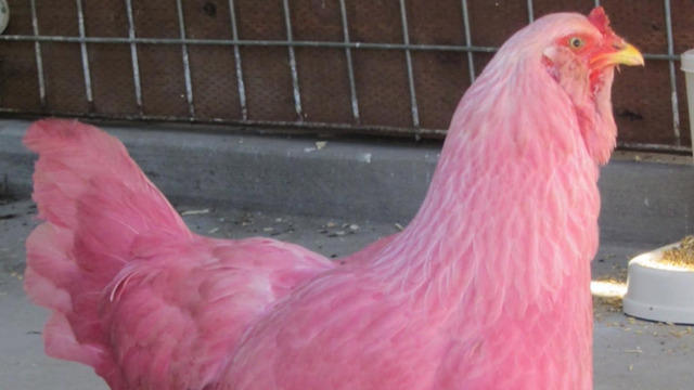 cbsn-pinkchickens-366145-640x360.jpg 