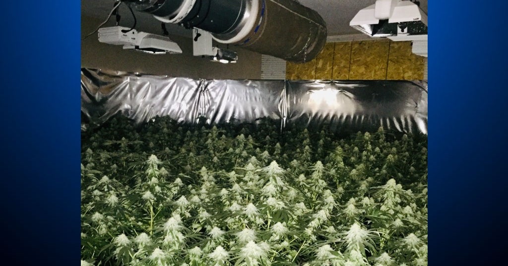 4 Arrested, 4,000 Plants Seized From Illegal Marijuana Grow Houses In