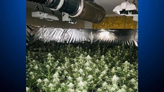 Fairfield Marijuana Grow 