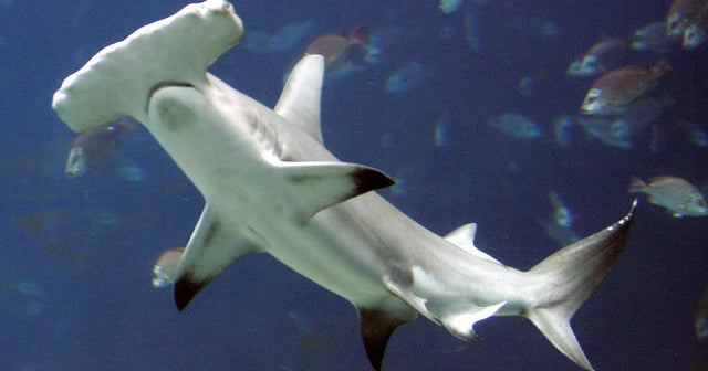 1993 Sharks don't get cancer CBS News