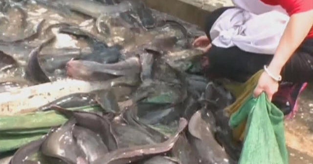5 tons of live catfish stop traffic in China CBS News