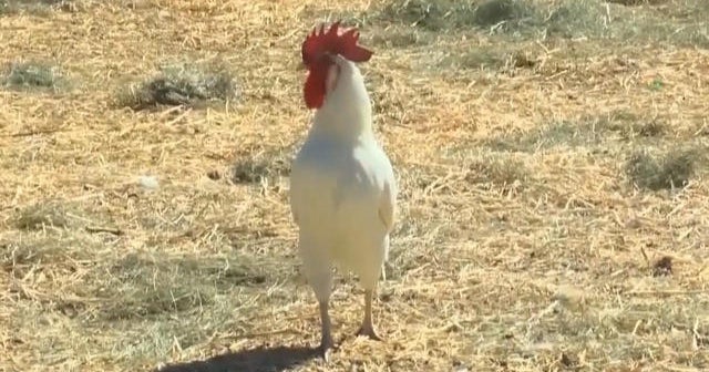 Bird flu outbreak worsens in Iowa CBS News