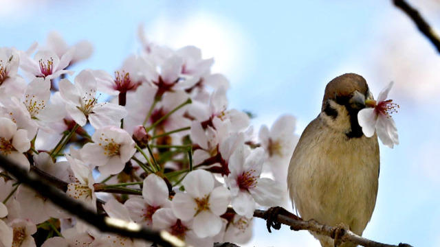 cbsn-cherryblossomwars-374505-640x360.jpg 