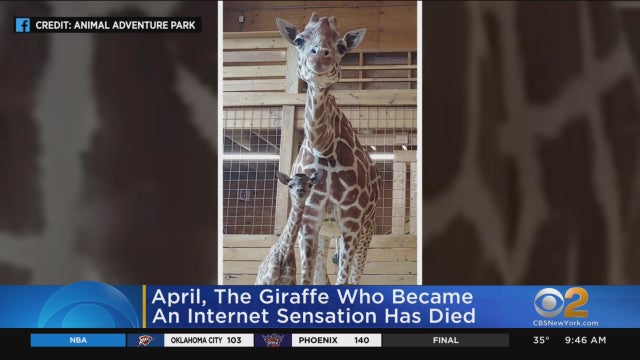april-the-giraffe-dead.jpg 