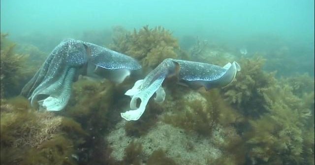 Funky fish inspiring next generation of robots - CBS News