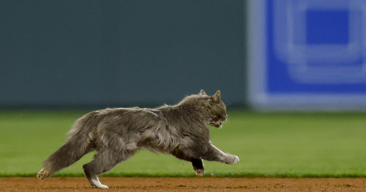 WATCH: Cat interrupts Dodgers-Rockies game at Coors Field