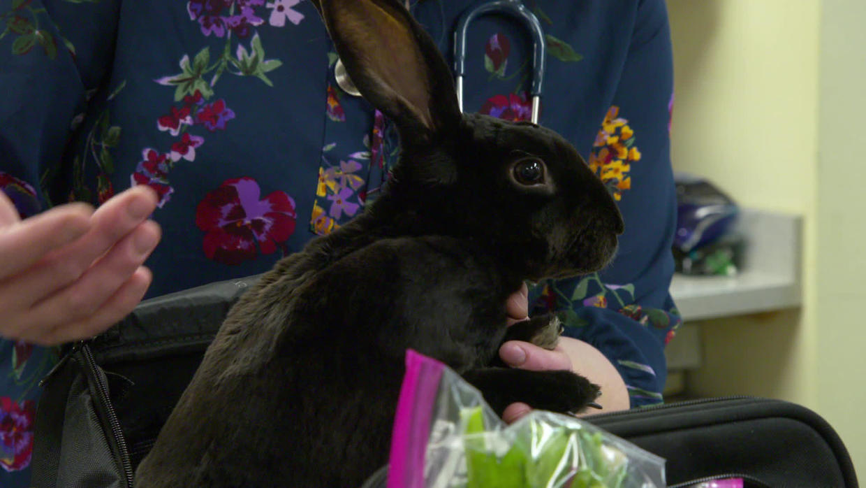 Vaccinating Bunnies Cbs News 0790