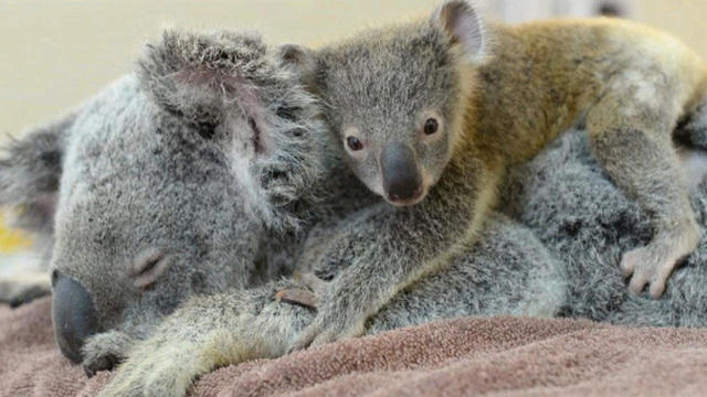 cbsn-0610-koala-404977-640x360.jpg 