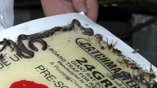 cbsn-0603-snakes-401917-640x360.jpg 