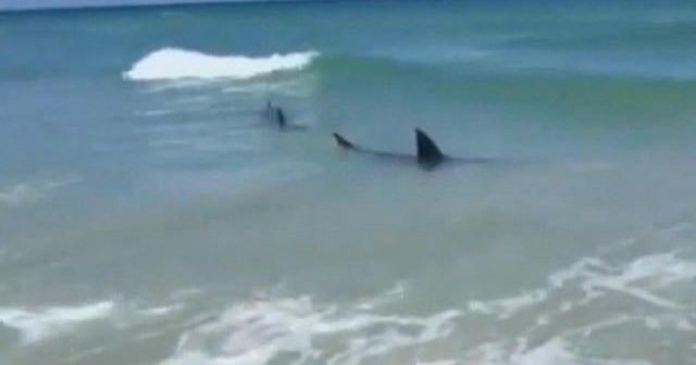 After string of shark attacks, are waters safe? - CBS News