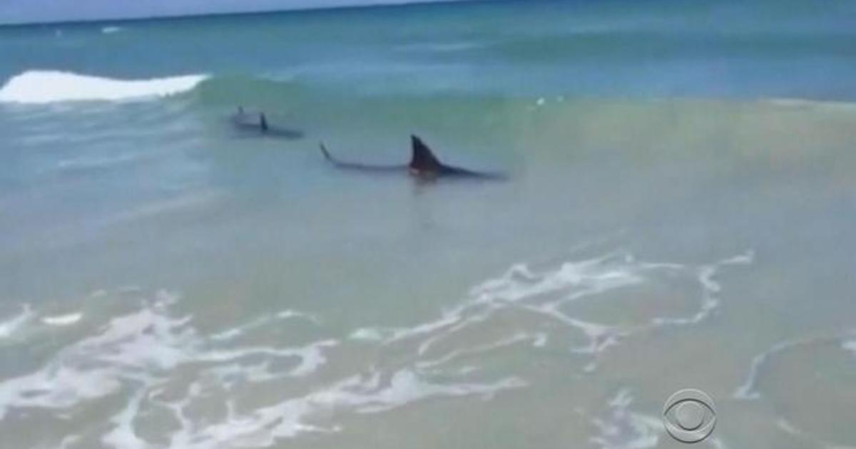 Shark attacks (WARNING: GRAPHIC IMAGES)