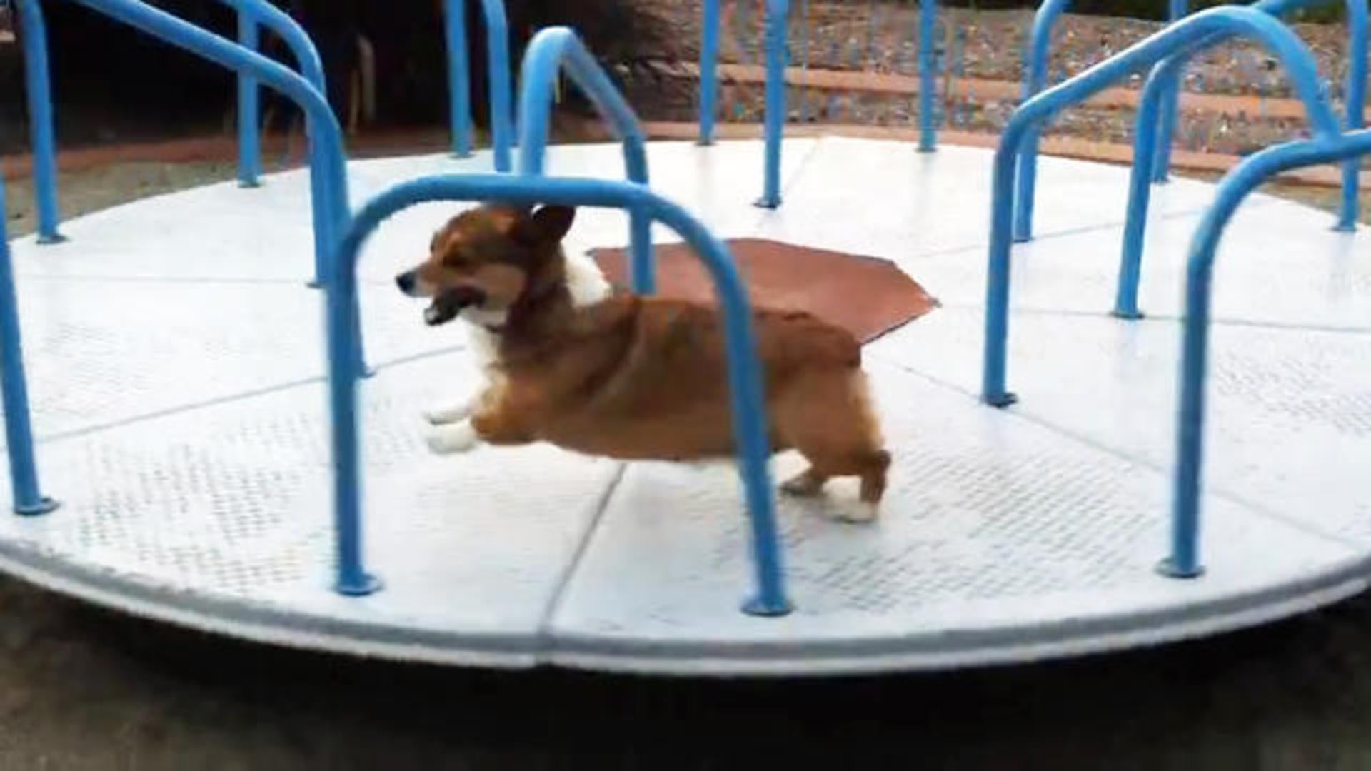 Corgi goes crazy on carousel - CBS News