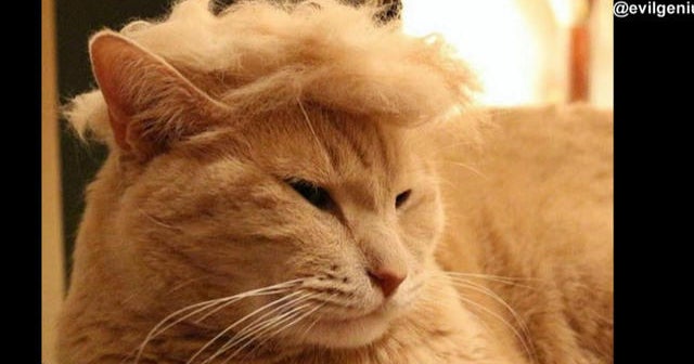 #TrumpYourCat: the latest feline fashion trend - CBS News