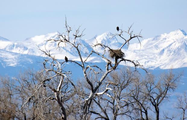 Barr Lake Eagles Nest 6 (file pic, CPW NE Region tweet) 