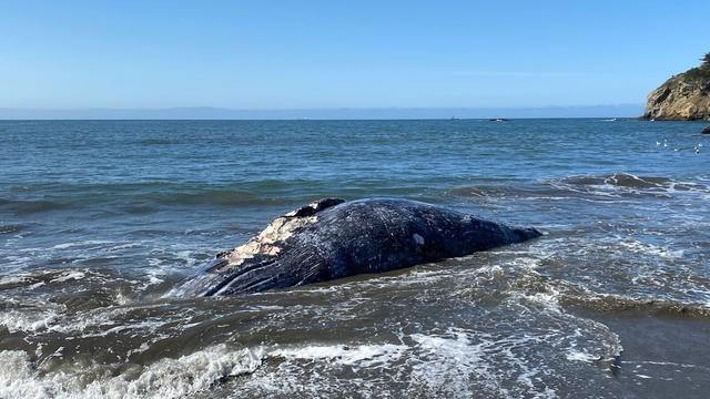 gray-whale-carcass-at-Muir-Beach.jpg 