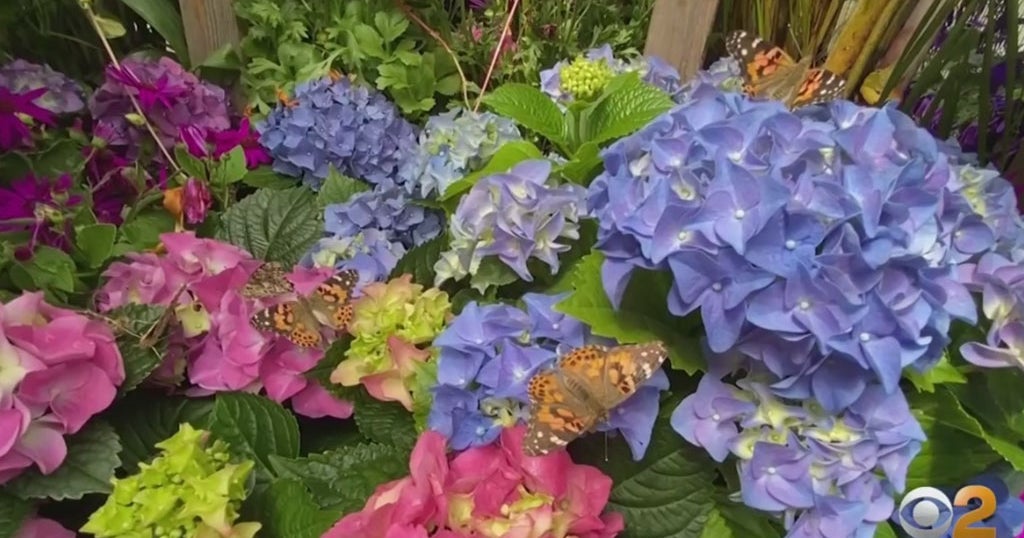 Long Island Shopowners Open PopUp Butterfly Greenhouse To Raise Money