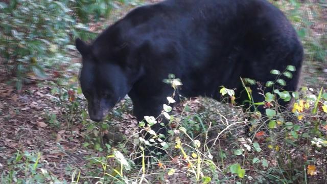eve-bears-1023-459652-640x360.jpg 