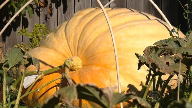 1024-en-evans-giantpumpkins-459850-640x360.jpg 