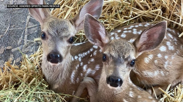 fawn-rescue.jpg 