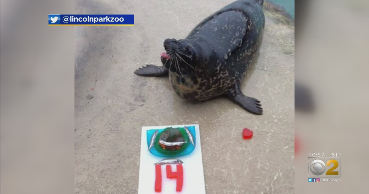 HbD InDepth: The Seals of California