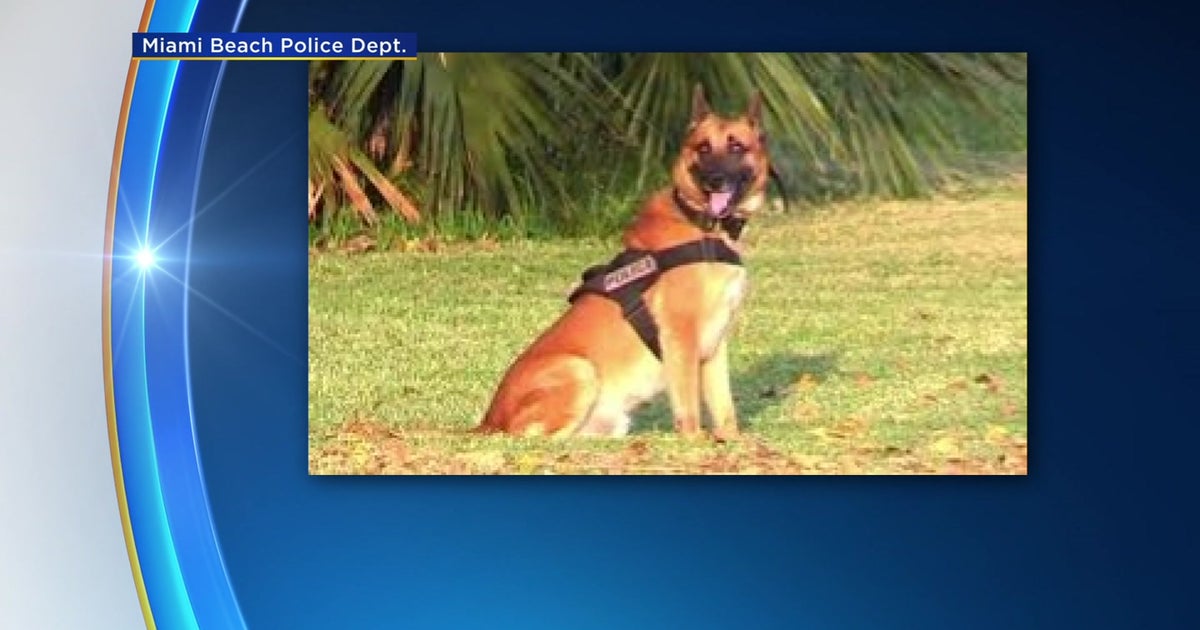 Undersized Dog With Oversized Heart': Miami Beach PD K9 Rocky Retires After Years Of Loyal Service - CBS Miami Undersized Dog With Oversized Heart': Miami Beach PD K9 Rocky Retires After Years Of Loyal Service - CBS Miami