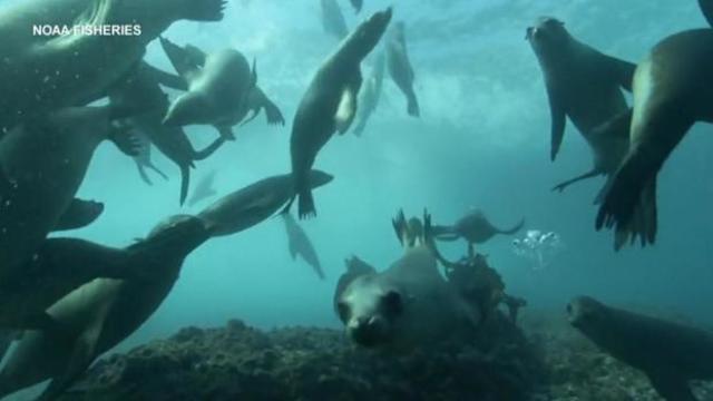 sea-lions-underwater.jpg 
