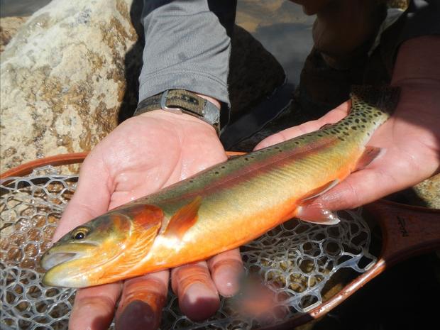 California Golden Trout 1 (CPW) 