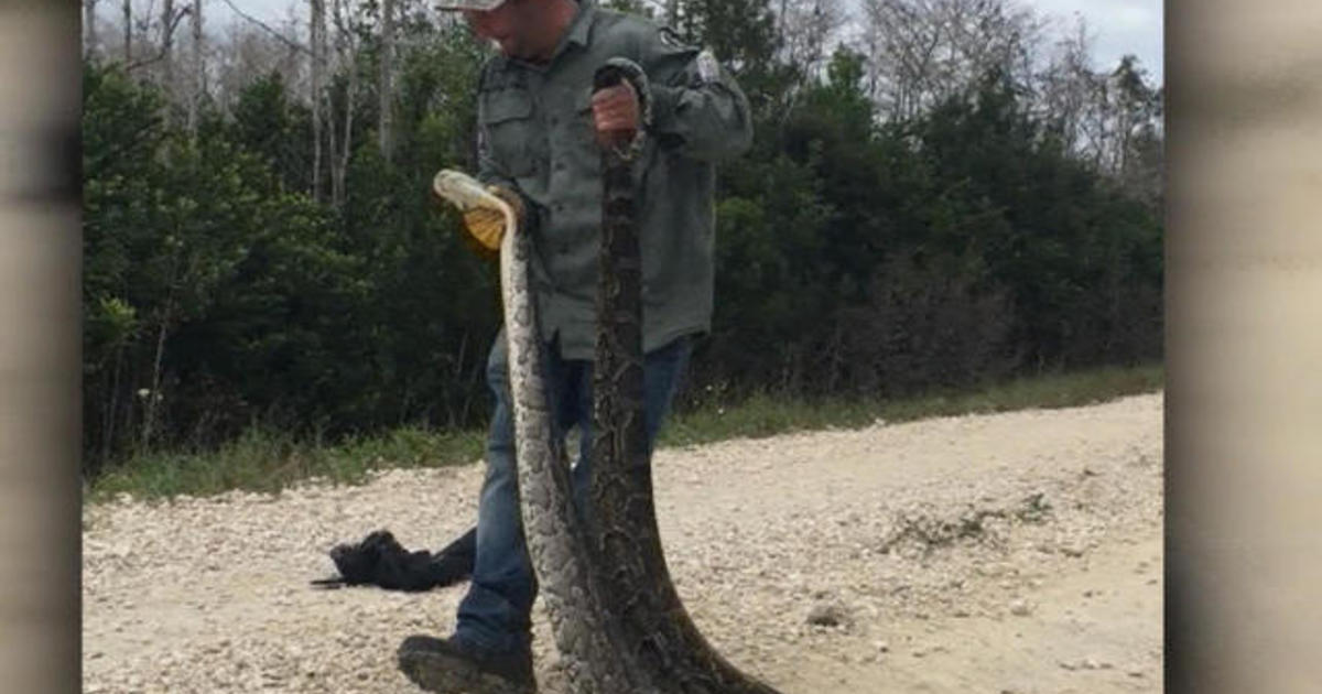 On the hunt to get rid of Florida's invasive pythons CBS News