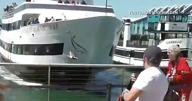 Whalewatching boat crashes into dock CBS News