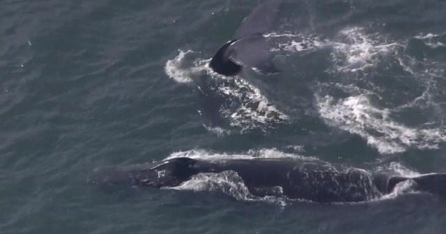 rare-whale-sightings-in-san-francisco-bay-cbs-news